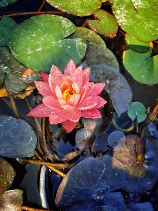 Водна лилия Wanvisa Уанвиза ,Alba,Жълта