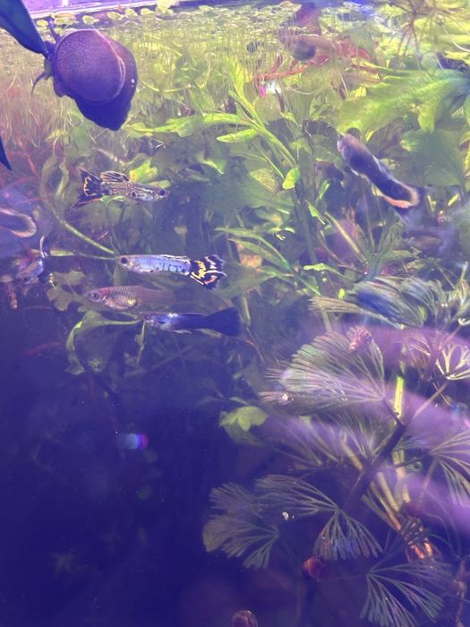 Mix guppy & endlers de vanzare
