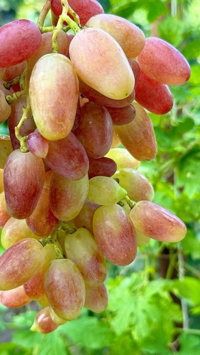 Узиум сотилади 10 тонна