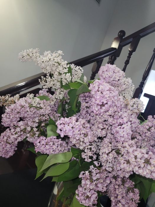 Саженцы вишни и сливы