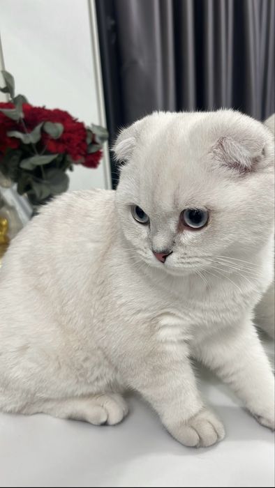 Продам чистокровного шотландского котика