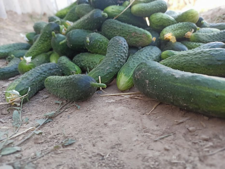огурцы с поля оптоооом