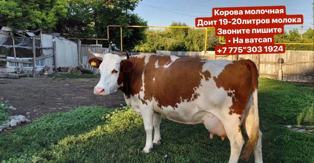 Продам молодую корову телятами третий отёл:::