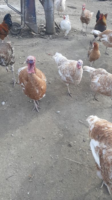 Prodavam  mladi gaski i mladi misiri