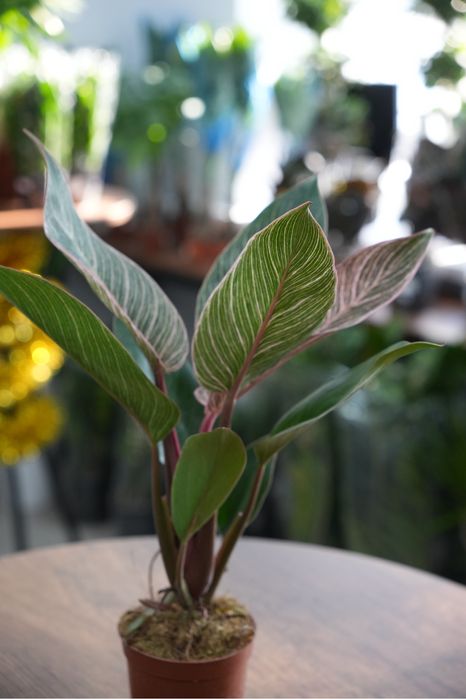 Фидодендрон Пинк бикини