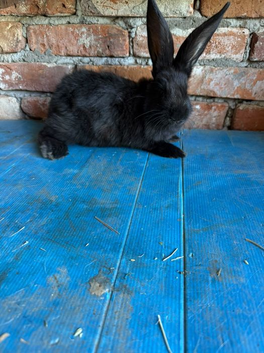 Vănd Iepuri  de trei luni.