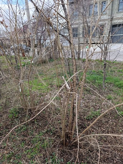 Продаются Саженцы граната