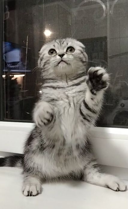 Шикарная мраморная девочка- фолдик