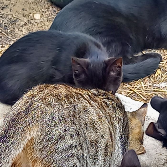 Отдам котят 1.5 месц