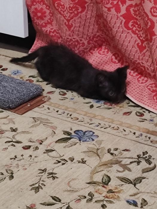 Отдаем котёнка девочку