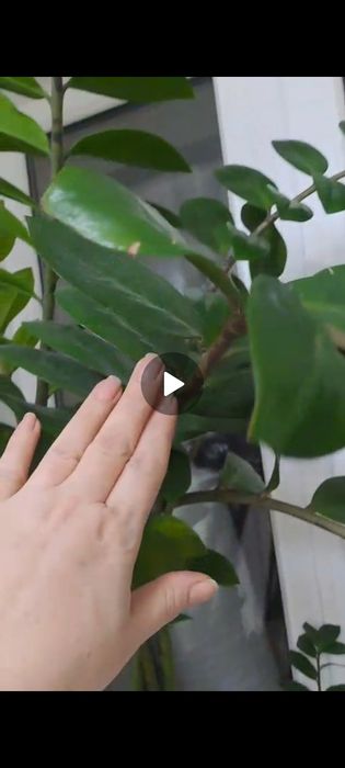 Цветок замиакулькас.