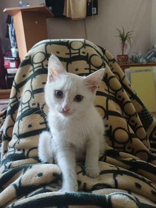 Котенок - девочка, 2,5 мес.