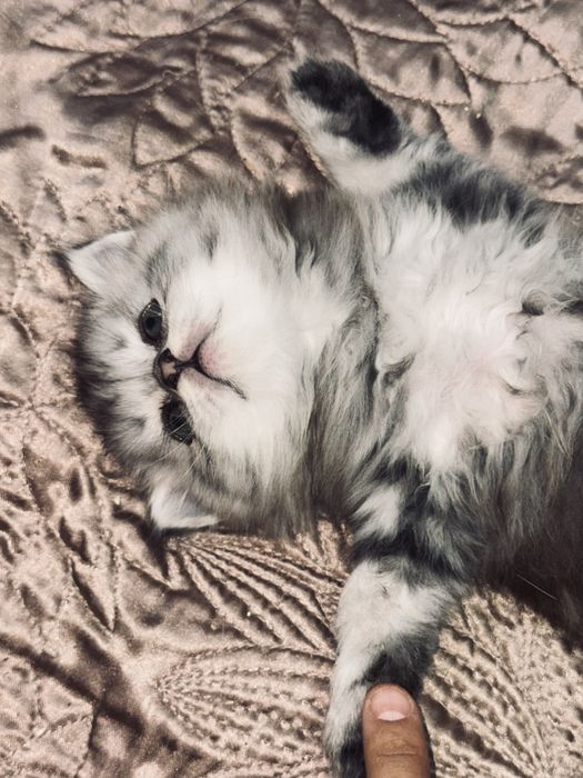 котята шотландской породы