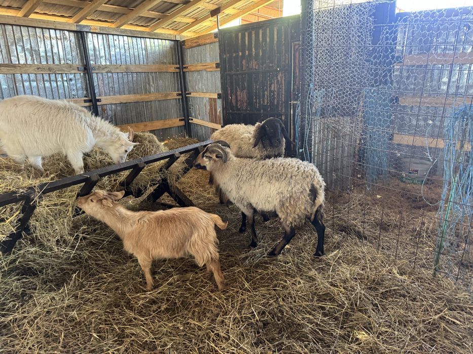 Oi  carabase,capre,oi camerun