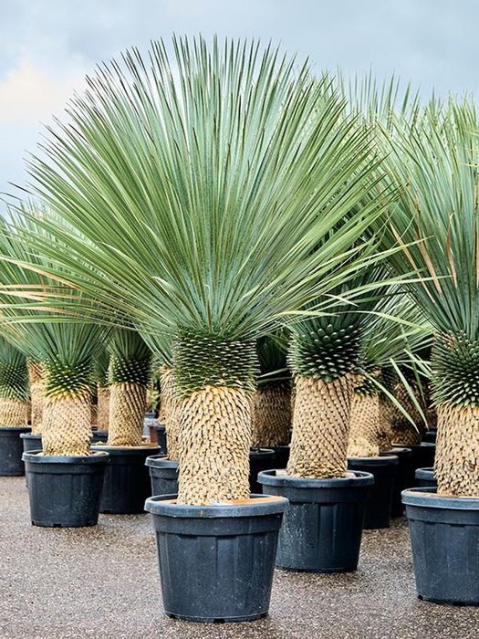 Palmieri Phoenix Canariensis, Trachycarpus fortunei, Chamaeros Excelsa, Washingtonia, Humilis Cycas Sagotier, Bambus, Yucca rostrata.