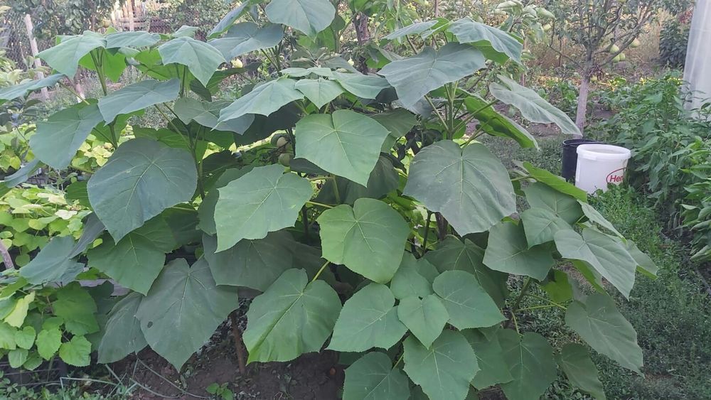 Paulownia Tomentosa