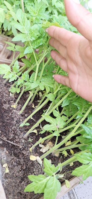 Продам рассаду овощей