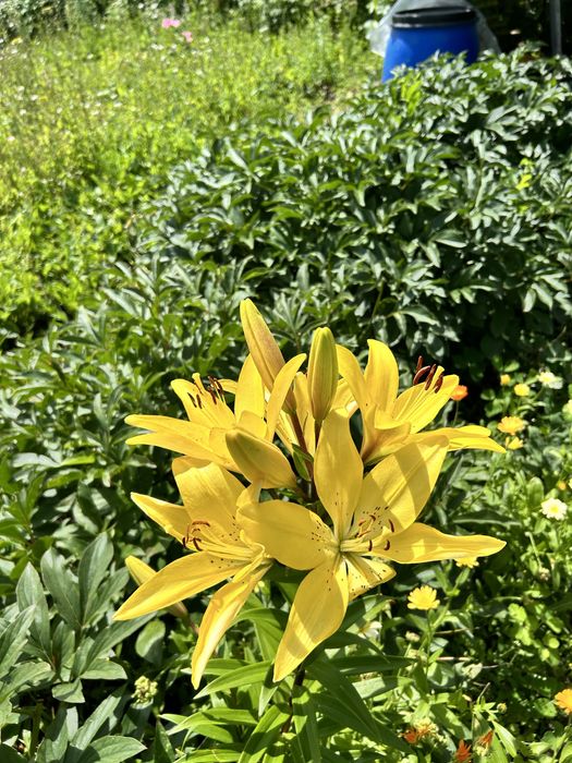 Продам Дачу на Уралочке