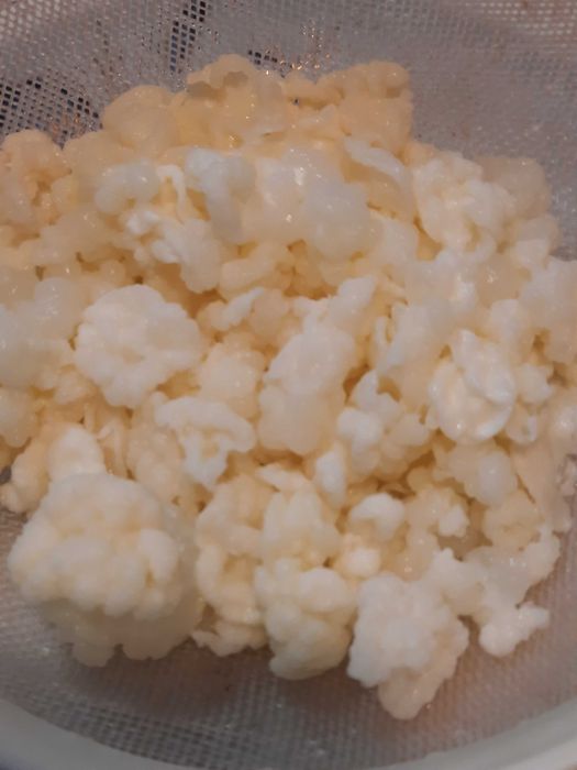 Kefir de apa chefir lapte ciuperca japoneza tibetana