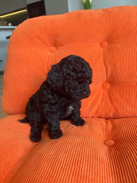 Черен Той пудел момче и момиче