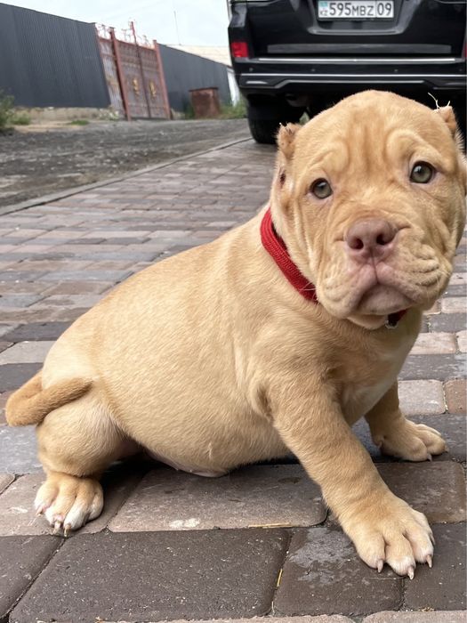 щенки американский булли