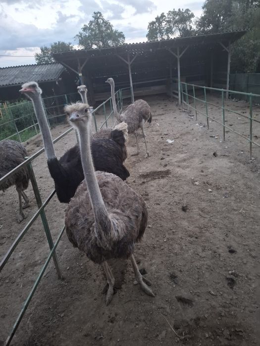 Vand 2 familii de struti africani reproducatori