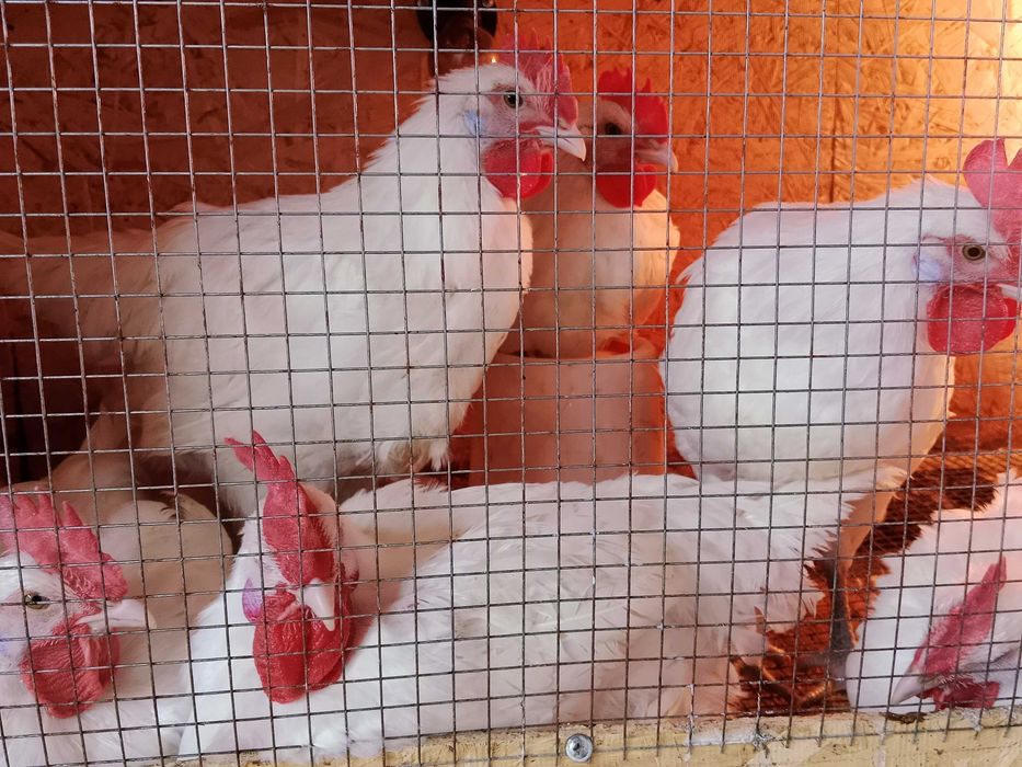 Бресс Гальская порода