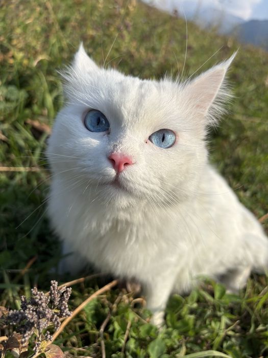 Турецкая ангора в добрые руки