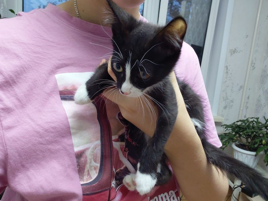 Отдам котенка девочку