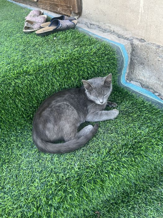 Кошка с котятами