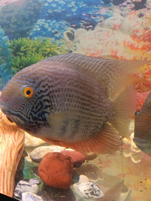 Аквариумная рыба северум