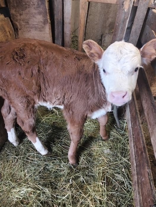 Продам телёнка, тёлочка