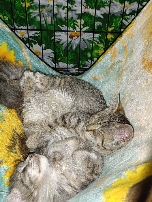 Дени ждём своего человека.