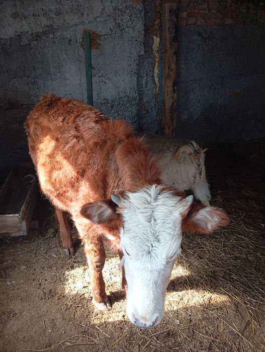 Продам телочка и бычка