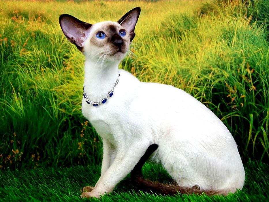 Ориентальные котята  с родословной