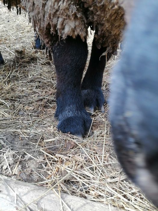 Vând un berbec și o oaie sufolck