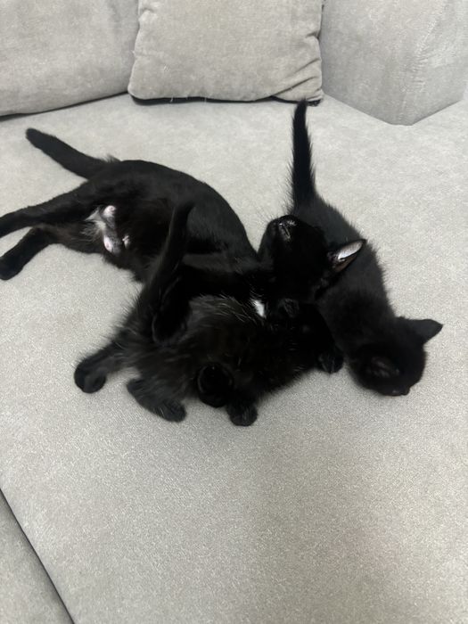 Котята и кошки в Алматы