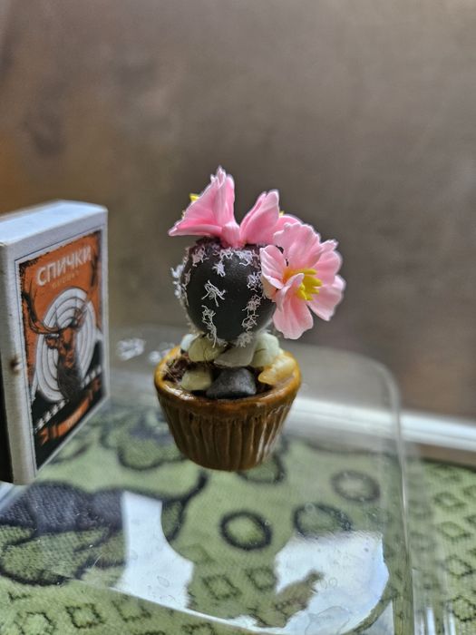 Кактусы сувенирные