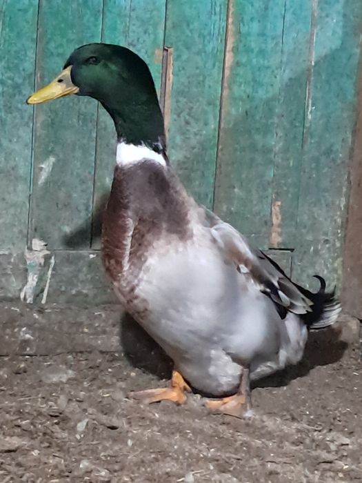 Продам на развод домашнегоселезня. .