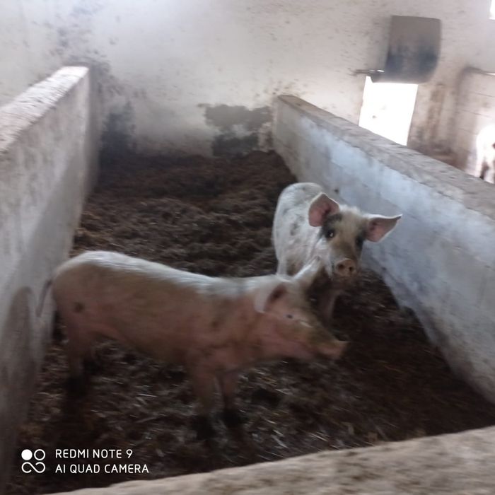 Продам молодых свиней