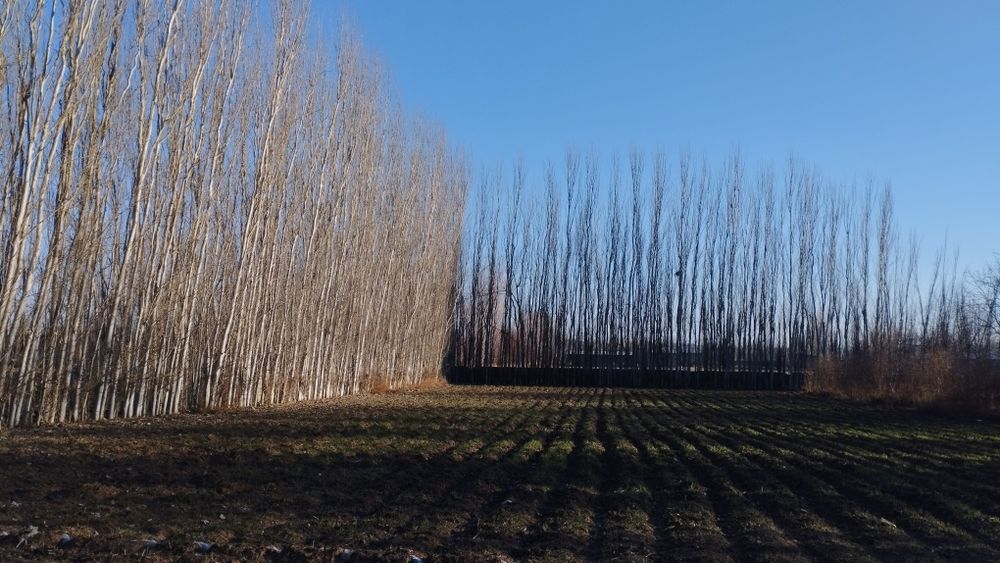 Terak sotiladi har xil razmerda