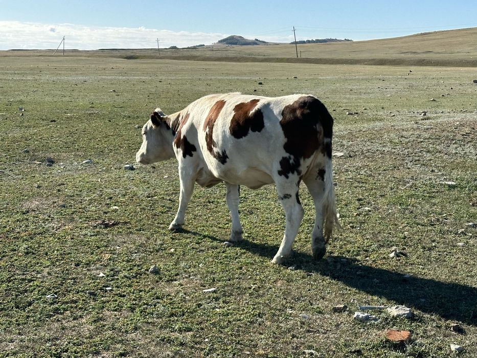 Тайша сатам куздик
