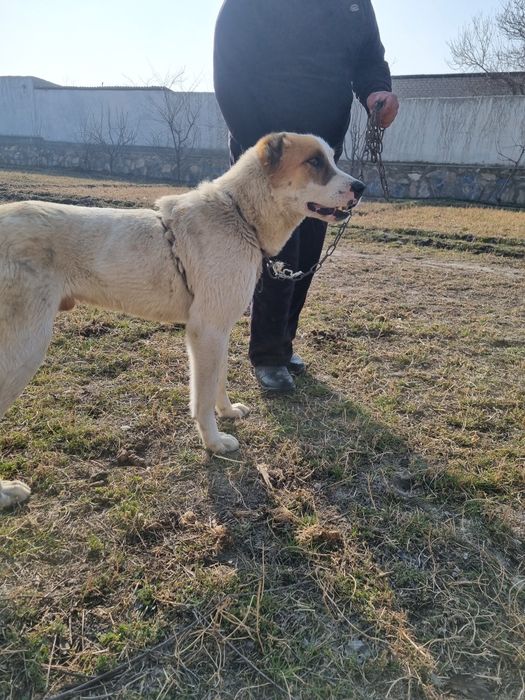 Алабаи сотилади 6ойлик