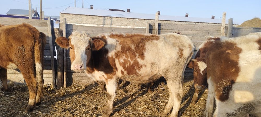 Продается, корова и тёлка