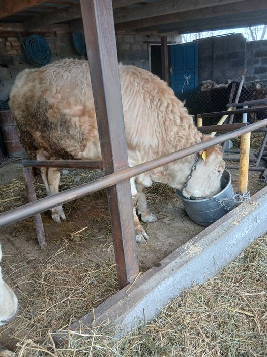 Продам бычка ...