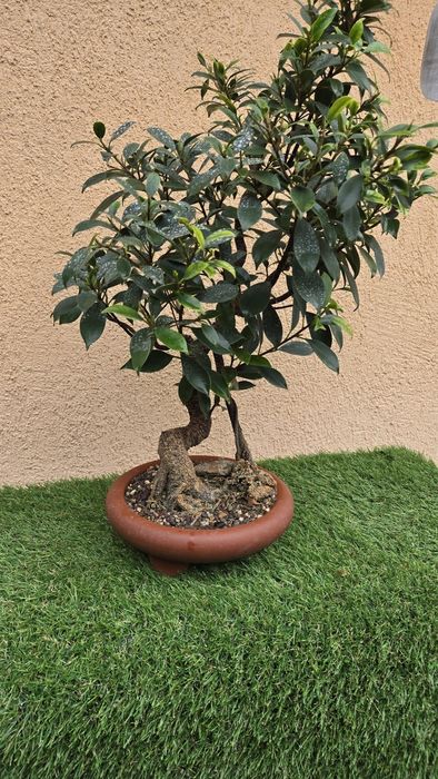 Bonsai Ficus Retusa
