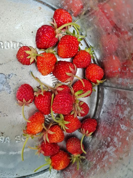 Продажа дачи. СК.черемуха 78.