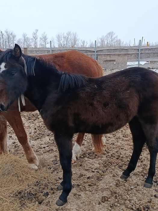 Жабағы сатылады 250