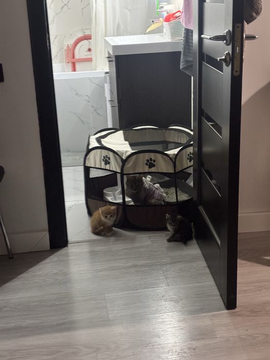 Пристраиваются котята