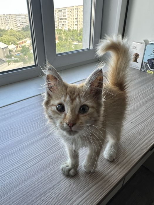 Отдаю маленькую кошечку в добрые руки